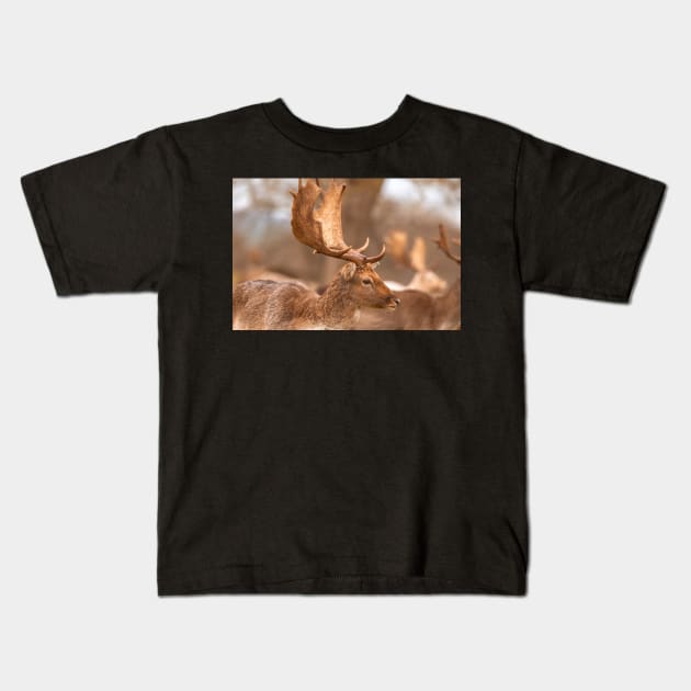 Fallow deer antlers Kids T-Shirt by AYatesPhoto